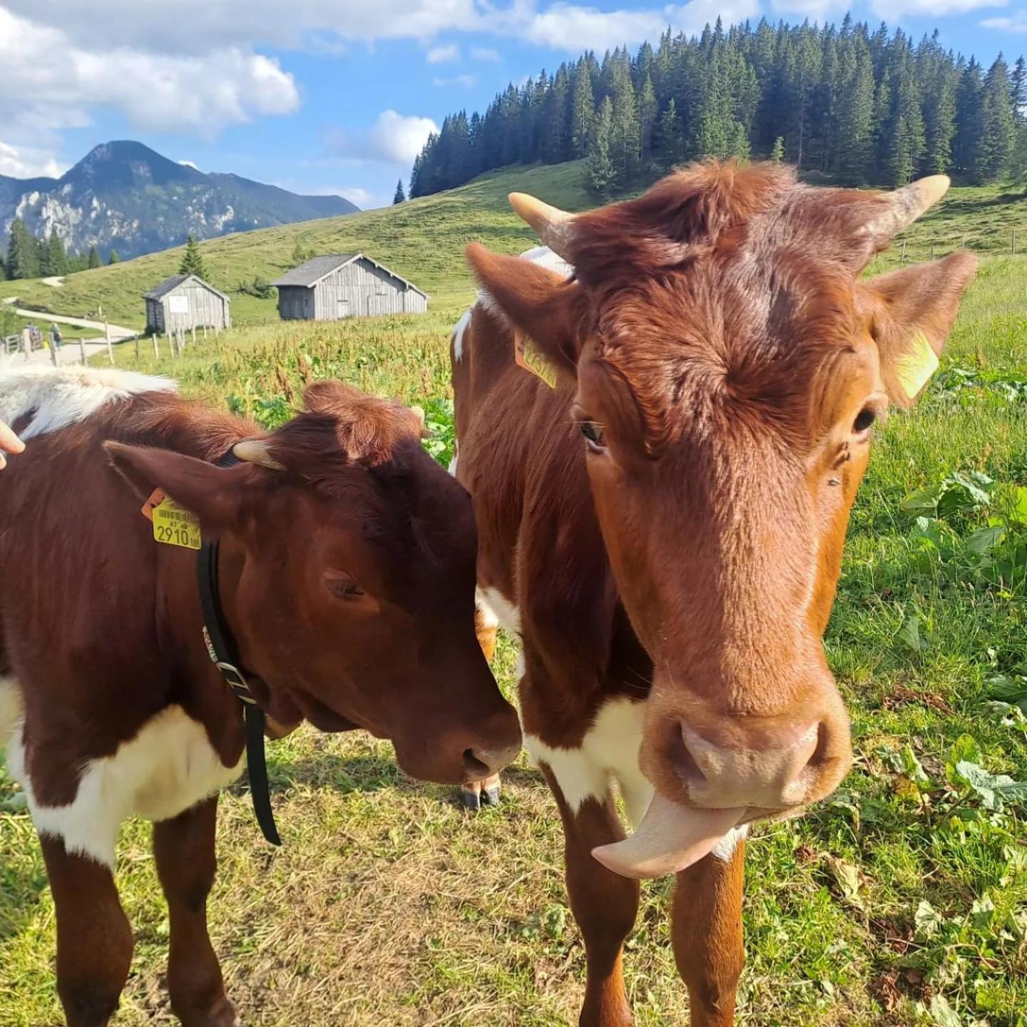 Mountainlove Strobl Buitenkant foto